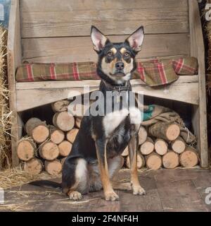 Kelpie australien Banque D'Images