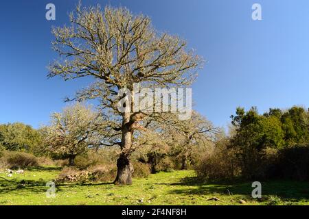 Vue sur le bois de Monte Artu, chemin des Grands arbres Banque D'Images