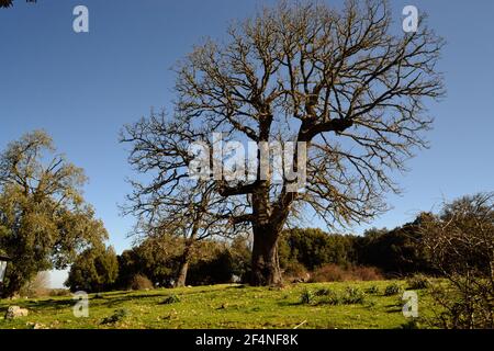 Vue sur le bois de Monte Artu, chemin des Grands arbres Banque D'Images