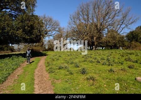 Vue sur le bois de Monte Artu, chemin des Grands arbres Banque D'Images