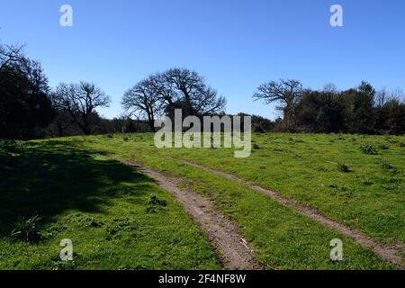 Vue sur le bois de Monte Artu, chemin des Grands arbres Banque D'Images