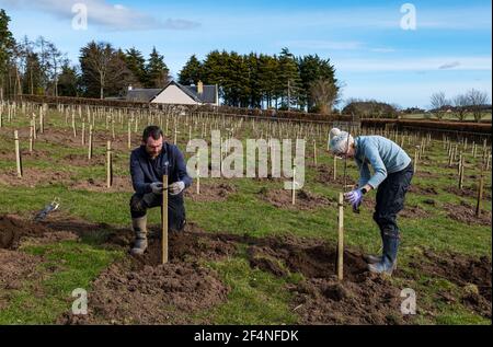 Homme et femme travaillant à l'extérieur en plantant des pommiers dans un verger de pommiers, Kilduff Farm, East Lothian, Écosse, Royaume-Uni Banque D'Images