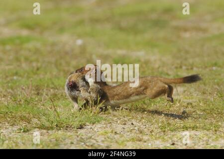 Stoat - portant rabbitela Mustemea Suffolk, Royaume-Uni MA002598 Banque D'Images