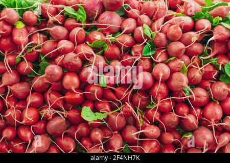 Pile de radis rouges frais à vendre au marché agricole Banque D'Images