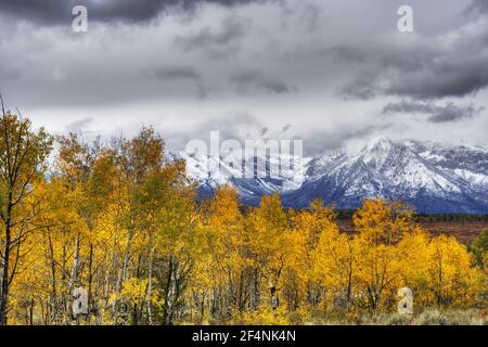 Montagnes de Grand Teton et automne (automne) colorParc national de Grand Teton, Wyoming. ÉTATS-UNIS LA006529 Banque D'Images