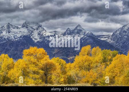 Montagnes de Grand Teton avec automne (automne) colorParc national de Grand Teton, Wyoming. ÉTATS-UNIS LA006677 Banque D'Images