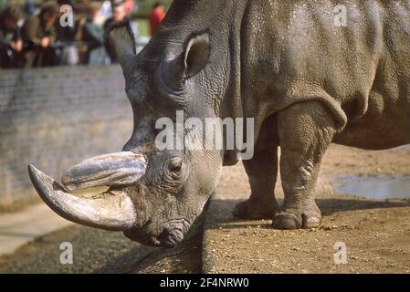 Un rhinocéros noir (Diceros bicornis) au zoo de Londres, Regents Park, Grand Londres, Cité de Westminster, Angleterre, Royaume-Uni Banque D'Images