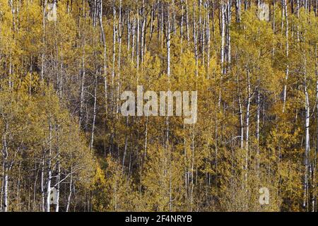 Aspires en automne (automne) colorPopulus tremuloides Parc national de Grand Tetons, Wyoming. ÉTATS-UNIS LA006696 Banque D'Images