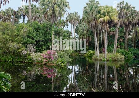 scène de jardin, fleurs d'azalées, arbres, végétation verte, Réflexions dans l'eau, Floride, Bok Tower Gardens, lac Wales, FL, ressort Banque D'Images