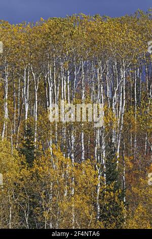 Aspires en automne (automne) colorPopulus tremuloides Parc national de Grand Tetons, Wyoming. ÉTATS-UNIS LA006699 Banque D'Images