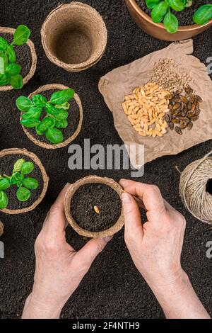 Une femme adulte plante des graines dans des pots de tourbe sur le fond de plantules et de graines. Vue de dessus, verticale. Banque D'Images