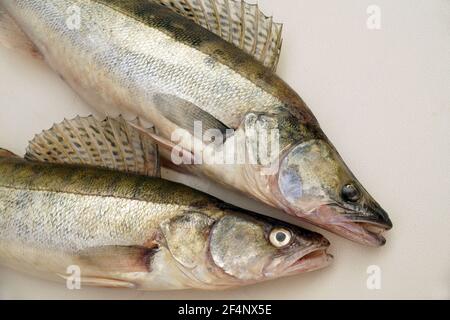 L'effet d'un voyage de pêche. La perchaude de Zander ou de brochet (Lucioperca lucioperca) est la cousine la plus grande du doré jaune américain. Banque D'Images