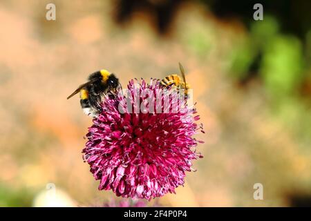 Abeilles sur Allium Banque D'Images