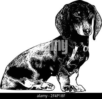 dessin de chien de dachshund - illustration vectorielle Illustration de Vecteur