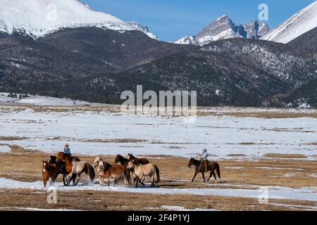 États-Unis, Colorado, Westcliffe, Music Meadows Ranch. Les mains de ranch de sexe féminin déplacent le troupeau de chevaux. Montagnes Rocheuses au loin. Modèle validé. Banque D'Images