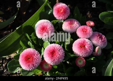 Bellis perennis pomponette «Bellissima Rose Bicolor» Bellis bicolor – fleurs rondes roses et blanches aux pétales de la quintette, mars, Angleterre, Royaume-Uni Banque D'Images