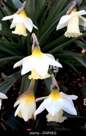 Narcissus ‘WP Milner’ Division 1 trompettes jonquilles WP Milner jonquille - pétales blancs et longue trompette à volants, mars, Angleterre, Royaume-Uni Banque D'Images