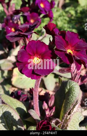 Primula polyanthus ‘Sella Neon Violet’ Primrose Stella Neon Violet – grappes de fleurs violettes aux centres rouge et or, mars, Angleterre, Royaume-Uni Banque D'Images