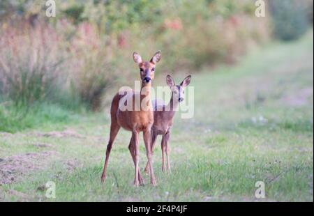 Cerf de Virginie, mère et enfant Banque D'Images