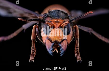 Hornet géant asiatique, hornet géant japonais, également meurtre Hornet (Vespa mandarinia) Banque D'Images