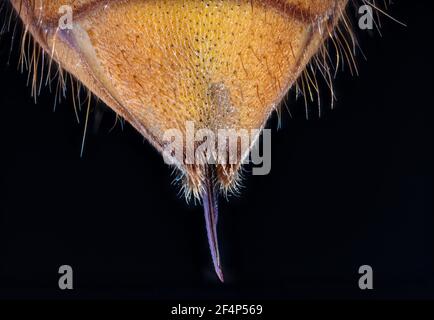 Hornet géant asiatique, hornet géant japonais, également meurtre Hornet (Vespa mandarinia)