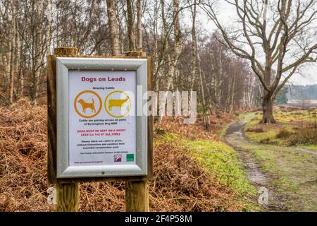 Un panneau à Dersingham Bog NNR avertit que tous les chiens doivent être gardés sur une courte distance afin d'éviter de déranger les bovins utilisés pour le pâturage de conservation. Banque D'Images