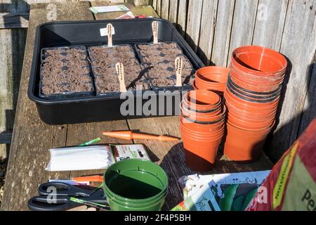 Banc d'enrobage avec bacs à semences en plastique recyclés et réutilisés, pots à fleurs, etc Banque D'Images