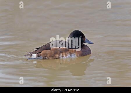 Une femme Baer's Pochard, Aythya baeri nageant Banque D'Images