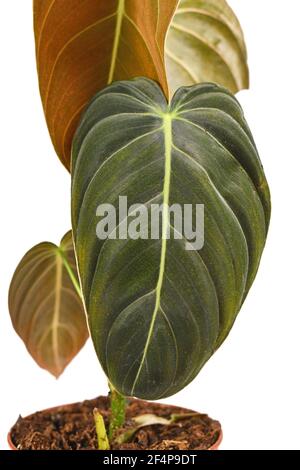 Gros plan de la feuille de la plante-maison tropicale 'Philodendron Melanochrysum' isolée sur fond blanc Banque D'Images