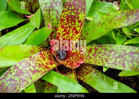 Une broméliade, Neoregelia Gold Fever, exposée dans la serre aux jardins publics de Canterbury, en Nouvelle-Zélande Banque D'Images