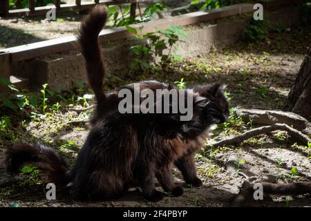 Deux chats à fourrure noire frottent leurs têtes les uns contre les autres, sur le sol, en été, à l'extérieur de la maison, dans la lumière du soleil et les ombres Banque D'Images