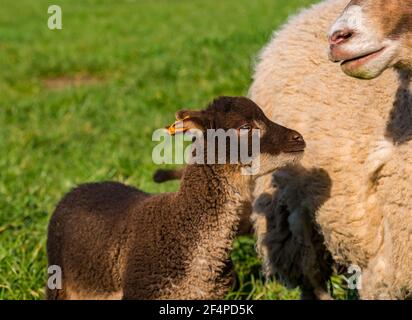 Jolie femelle brune mouton Shetland agneau de printemps avec la brebis de mère dans le champ vert au soleil, Écosse, Royaume-Uni Banque D'Images