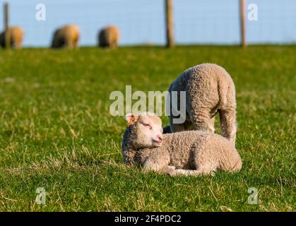 Jolie femelle blanche mouton Shetland agneaux de printemps dans le champ vert au soleil, Écosse, Royaume-Uni Banque D'Images