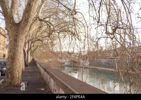 Remblais romains de printemps. Les branches des platanes se plient au-dessus de la rivière Tiber. Banque D'Images