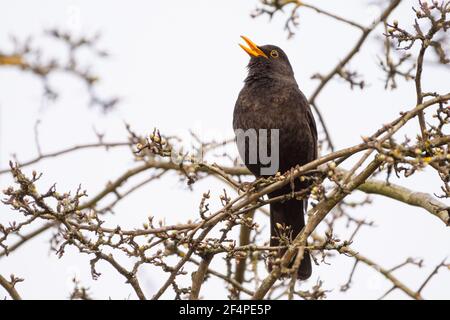 Common Blackbird (Turdus merula) perché sur des branches chantant dans la lumière du soir, Royaume-Uni Banque D'Images