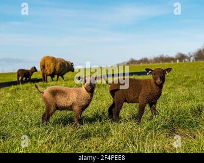 Jolie femelle brune mouton Shetland Printemps deux agneaux dans le champ vert au soleil, Écosse, Royaume-Uni Banque D'Images