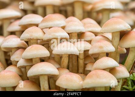 l'un sur l'autre de petits champignons Banque D'Images