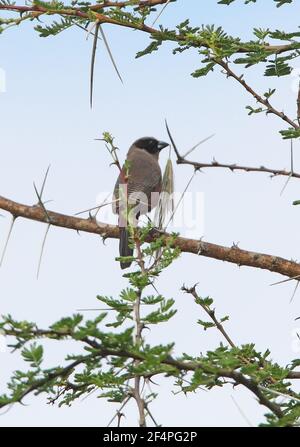 Cirbill à face noire (Estrilda erythronotus delamerei) mâle adulte perchée dans le parc national de Tsavo West, Kenya Novembre Banque D'Images