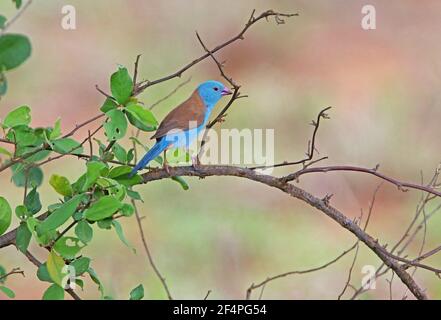 Cordon bleu-bleu (Uraeginthus cyanocephalus) mâle adulte perchée sur la branche de Tsavo West NP, Kenya Novembre Banque D'Images