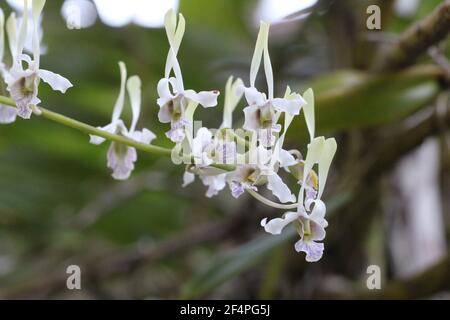 Dendrobium antennatum, communément appelé orchidée antilope verte, se trouve dans les forêts de Papouasie-Nouvelle-Guinée et des îles Salomon. Banque D'Images