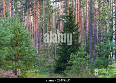 Épinette dans la forêt de pins. L'été dans les bois. La nature à la frontière entre la Russie et la Finlande. Banque D'Images