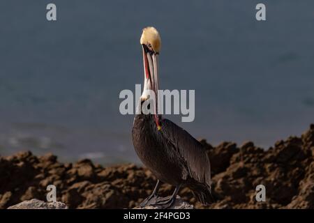 California Brown Pelican (Pelecanus occidentalis) debout sur la roche près de Malibu, en Californie. Océan Pacifique en arrière-plan. Banque D'Images