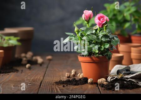 Rose rose dans un pot, pots de fleurs, sol, argile expansée, élaguer de jardin sur fond. Banque D'Images