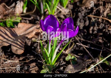 Crocus, Crocus tommasinianus Ruby Giant, début du printemps. Photo de haute qualité Banque D'Images