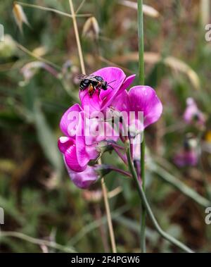 Abeille avec la corbicula pleine de pollen, pollinisant une fleur rose. Banque D'Images