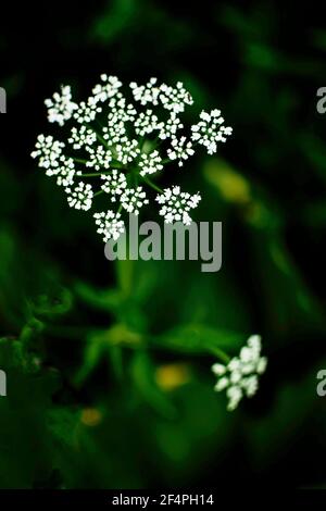 Petites fleurs sauvages blanches sur fond vert foncé Banque D'Images