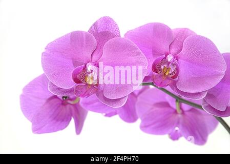 Fleurs violettes d'orchidea recouvertes de gouttes d'eau à fond blanc, orchidées de phalaenopsis, Phalaenopsis doritaenopsis Banque D'Images