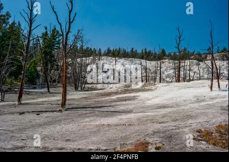 Cavern Terrace une terrasse morte dans le parc national de Mammoth Hot Springs Yellowstone. Photo de haute qualité Banque D'Images