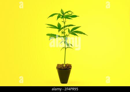 Cannabis clone Girl scout cookies souche de plantule dans pot isolé sur fond jaune Banque D'Images