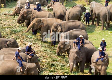 CHIANG MAI, THAÏLANDE - Mars 13: 15ème Journée nationale annuelle de l'éléphant thaïlandais, éléphants joyeux sur les fruits buffet des éléphants festival à la maesa Elephant Cam Banque D'Images